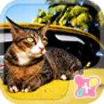 cat on a car android application logo